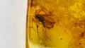 Natural Amber 72