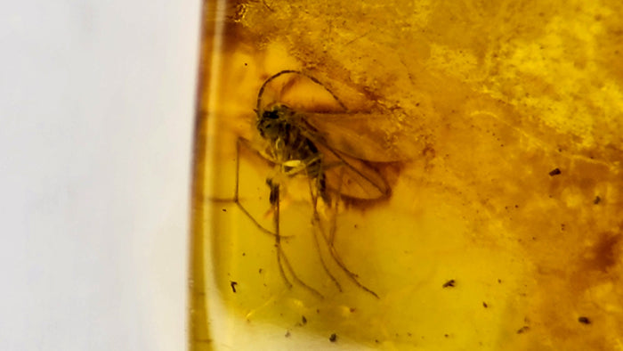 Natural Amber 72
