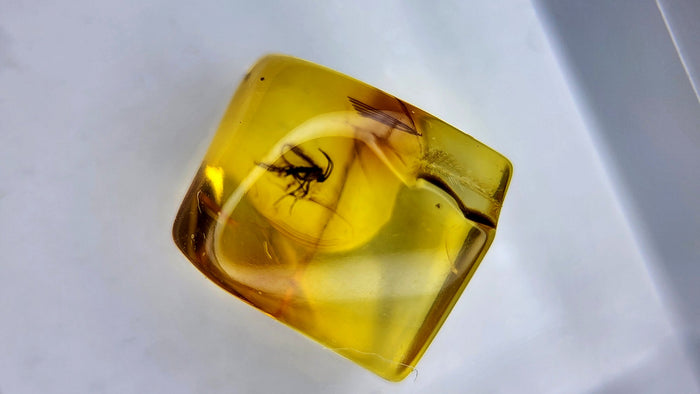 Baltic Amber 24