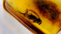 Natural Amber 60