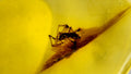 Natural Amber 27