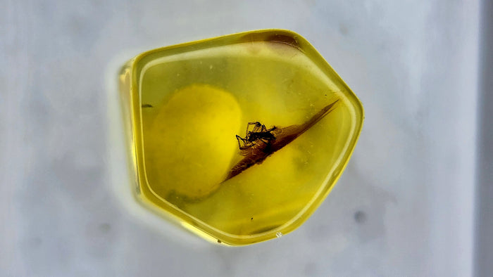 Baltic Amber 27