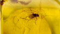 Natural Amber 75