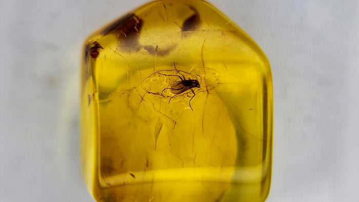 Insect Amber 75