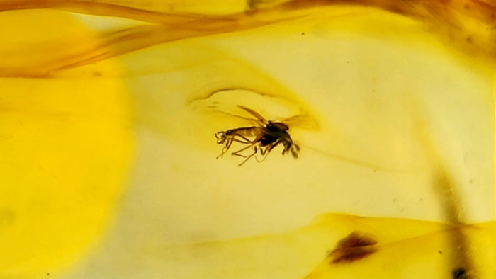 Natural Amber 30