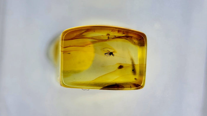 Baltic Amber 30