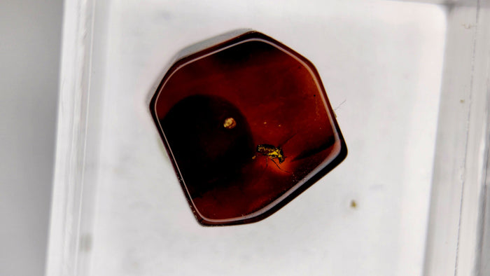 Baltic Amber 12