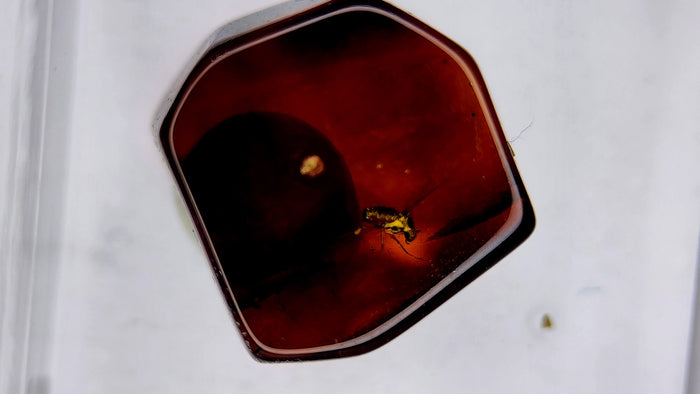 Insect Amber 12