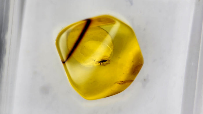 Baltic Amber 61