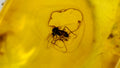 Natural Amber 42