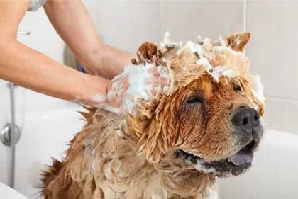 HolistaPet CBD dog shampoo bottle with label, showing a natural shampoo for dogs infused with CBD.
