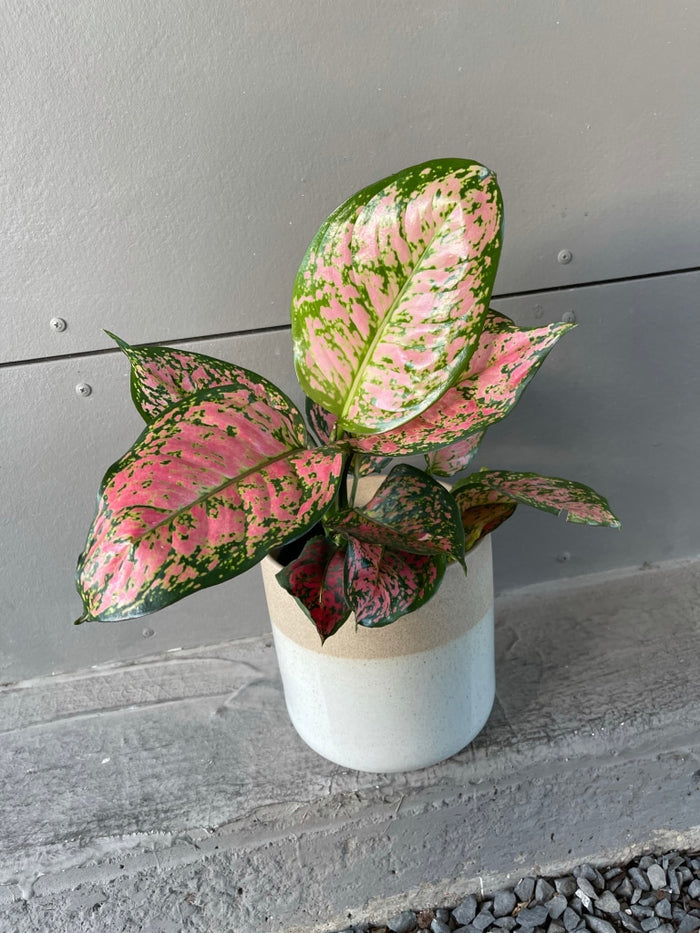 Diffenbachia Wishes In Clearly Planter Houseplant