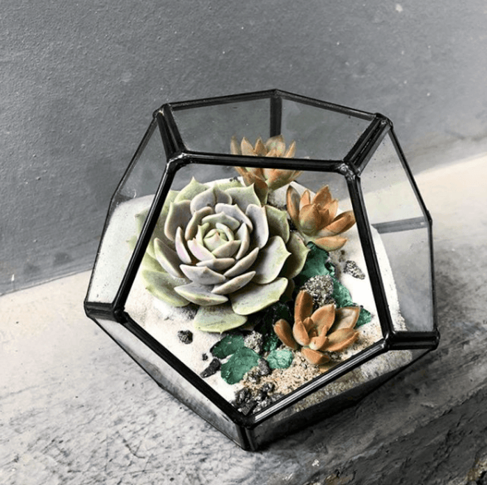 Ebony Geo Houseplant