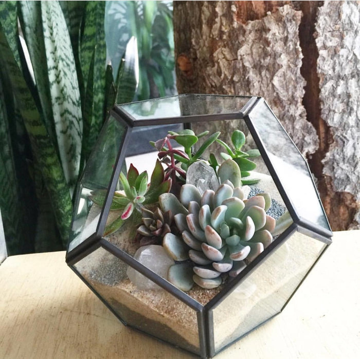 Ebony Geo Houseplant