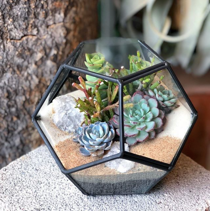 Ebony Geo Houseplant