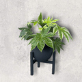 Fatsia In Cigar Plant Stand Houseplant