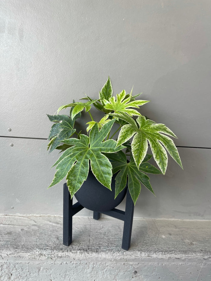 Fatsia In Cigar Plant Stand Houseplant