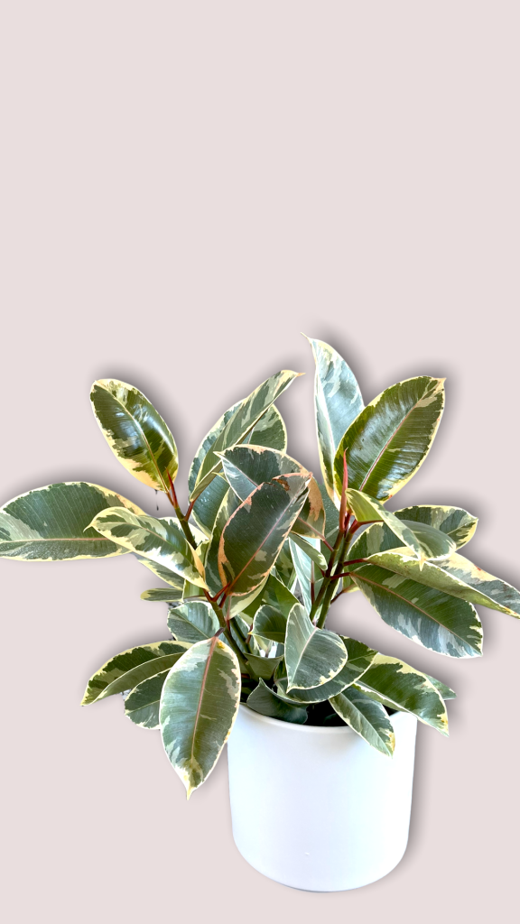 Ficus Tenieke In Matte Planter Houseplant