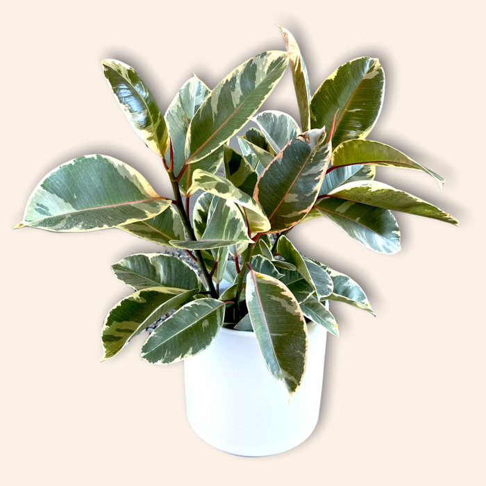 Ficus Tenieke In Matte Planter Houseplant