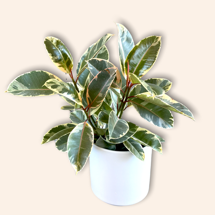 Ficus Tenieke In Matte Planter Houseplant