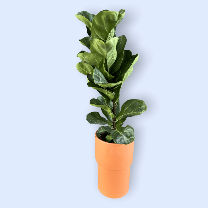 Fiddle Leaf Fig In Terrcotta Planter Houseplant