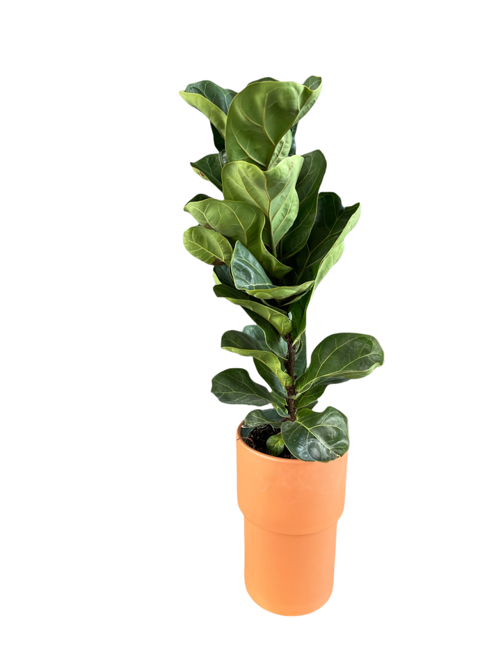 Fiddle Leaf Fig In Terrcotta Planter Houseplant