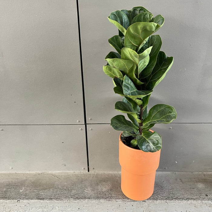 Fiddle Leaf Fig In Terrcotta Planter Houseplant