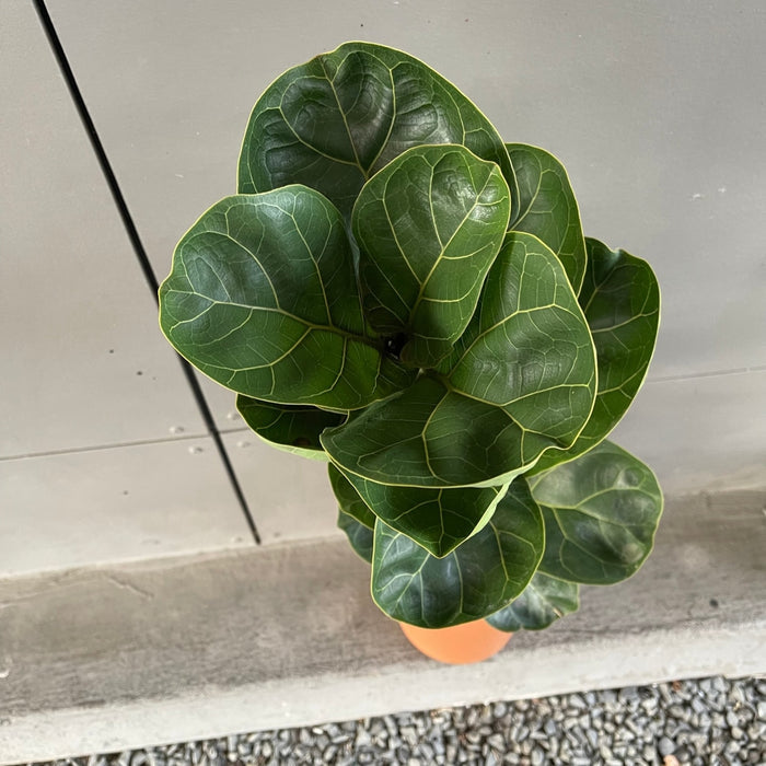 Fiddle Leaf Fig In Terrcotta Planter Houseplant