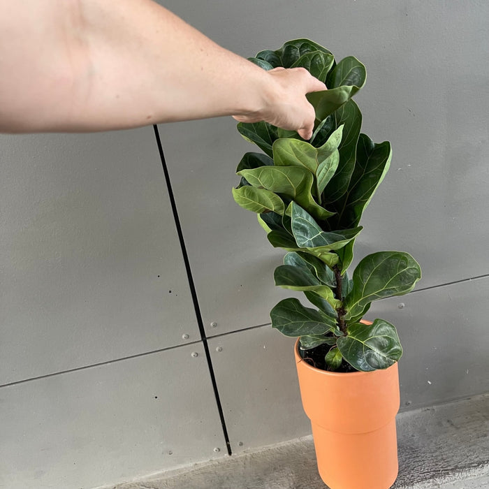 Fiddle Leaf Fig In Terrcotta Planter Houseplant