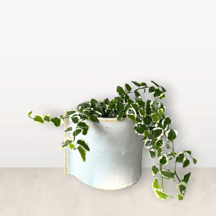 Fig Ivy In Dewi Planter Houseplant