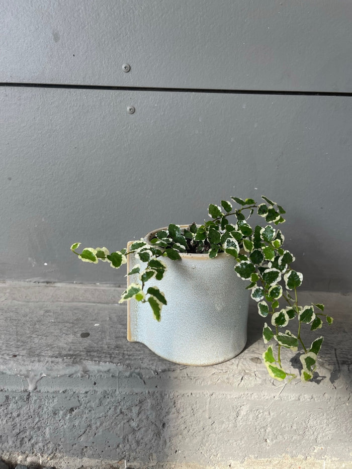 Fig Ivy In Dewi Planter Houseplant
