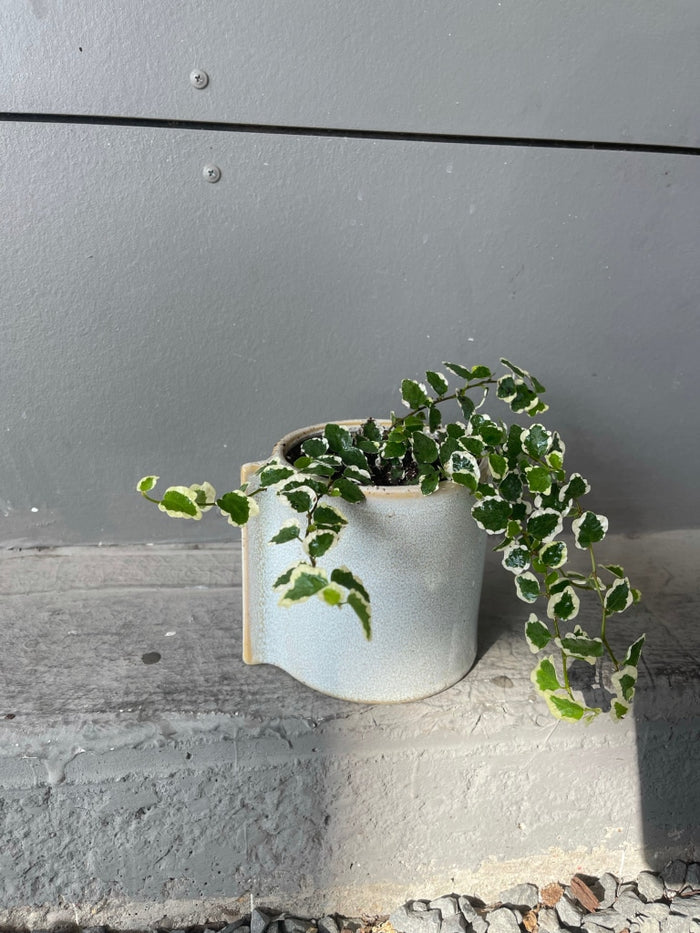 Fig Ivy In Dewi Planter Houseplant