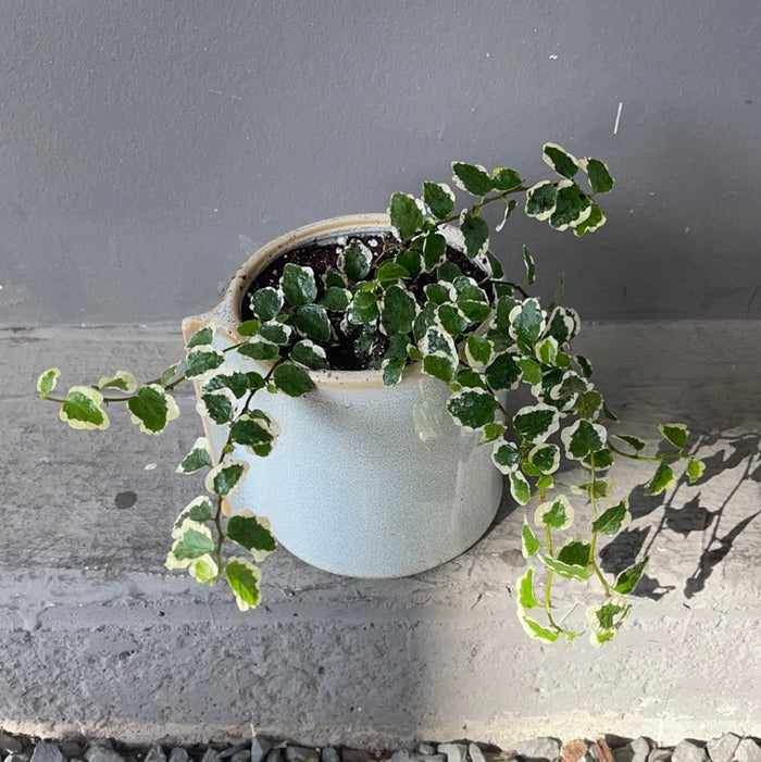 Fig Ivy In Dewi Planter Houseplant