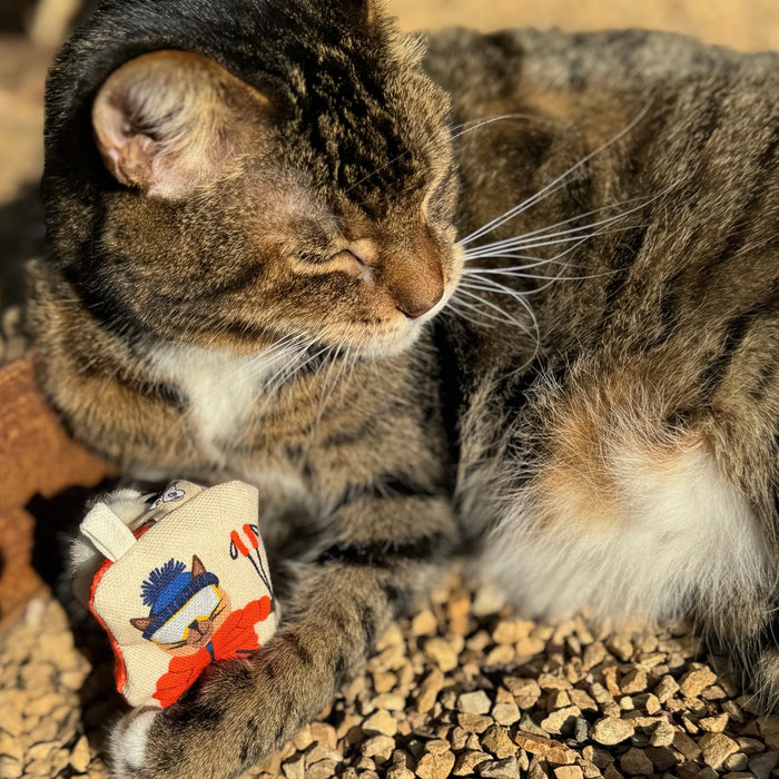 Go Kitty Go Cat Toy Set | Ski Kitty