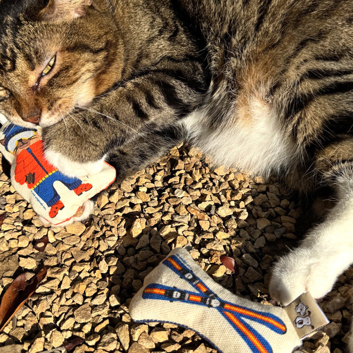 Go Kitty Go Cat Toy Set | Ski Kitty
