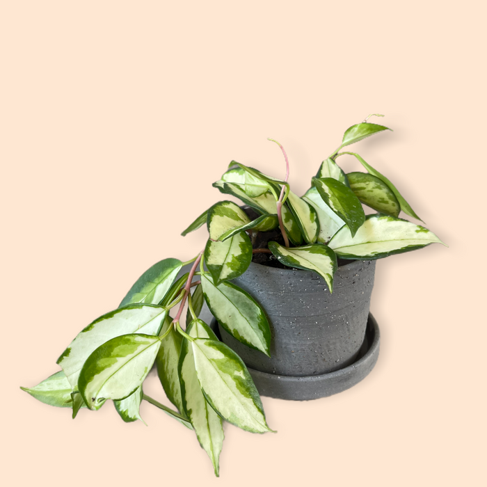 Hoya Princess In Matte Charcoal Planter W/ Drain Dish Houseplant