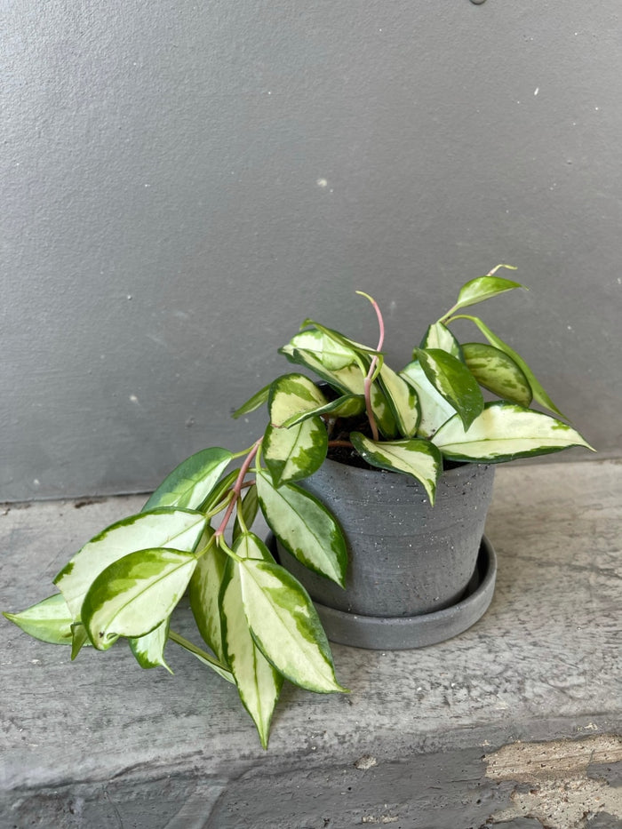Hoya Princess In Matte Charcoal Planter W/ Drain Dish Houseplant