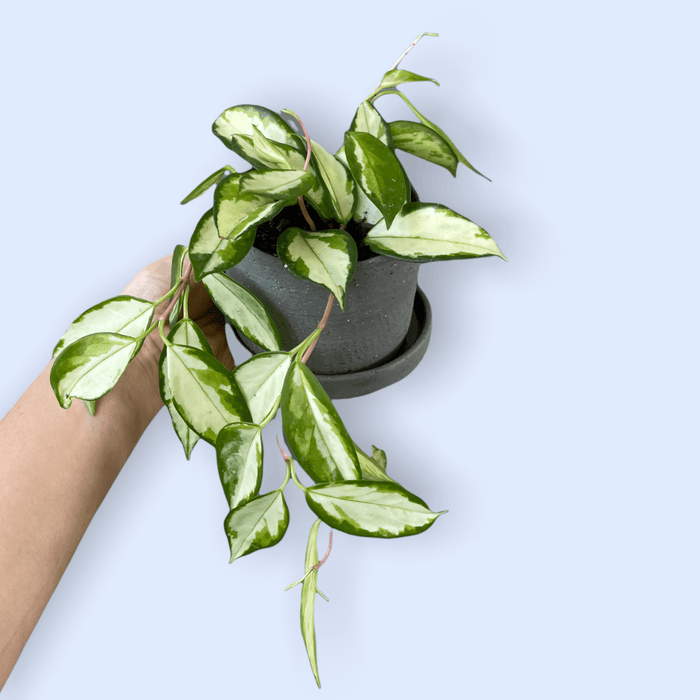 Hoya Princess In Matte Charcoal Planter W/ Drain Dish Houseplant